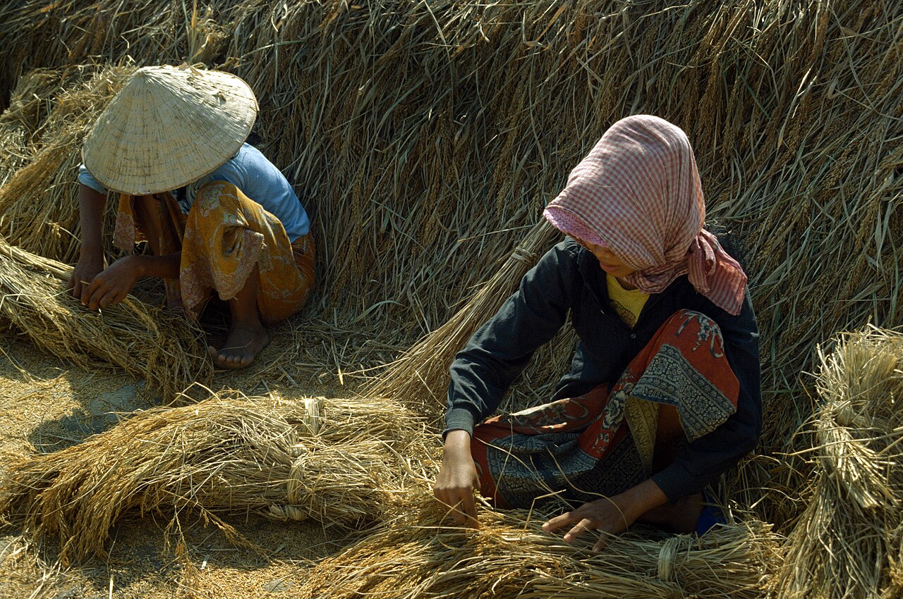 Khmer yantra cloth — Rice farming in Cambodia