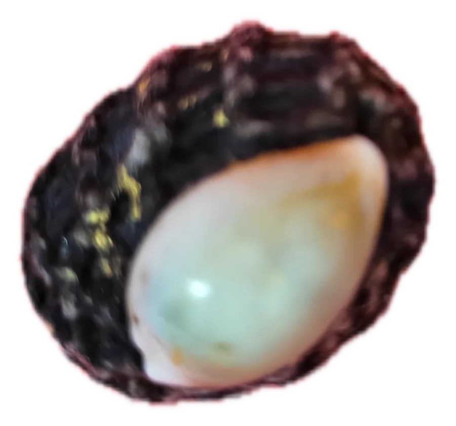 เบี้ย · Cowrie charm