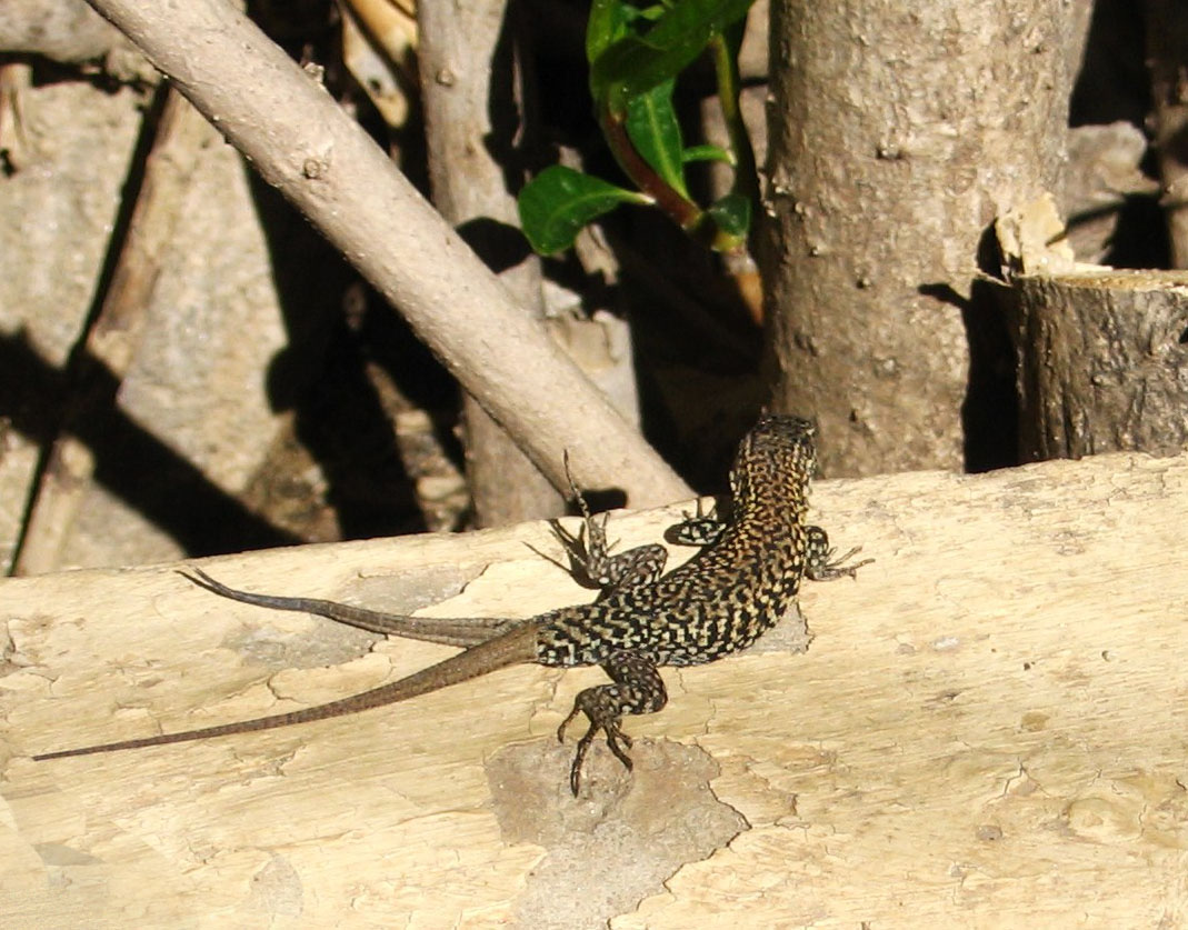 Two-tailed gecko — Two-tailed lizard