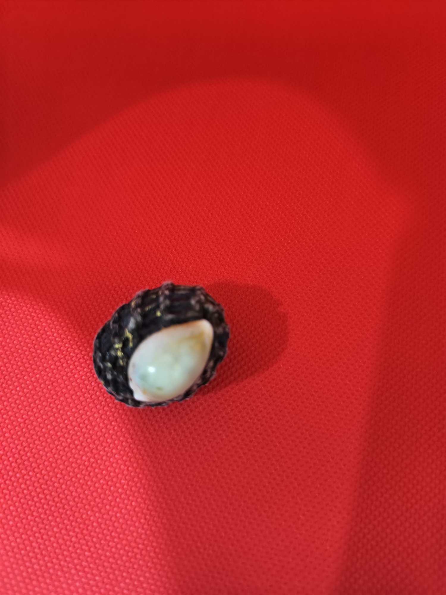 Cowrie charm, photograph 1